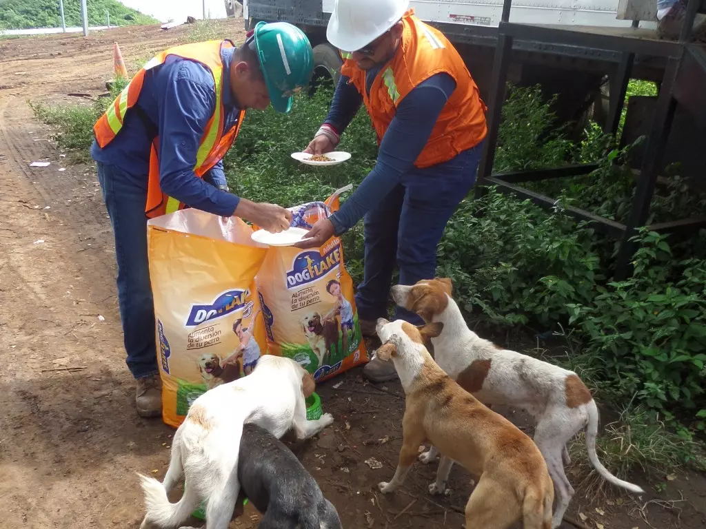 Responsabilidad Social Perros reciben alimentos de parte de voluntarios LiveSmart_3