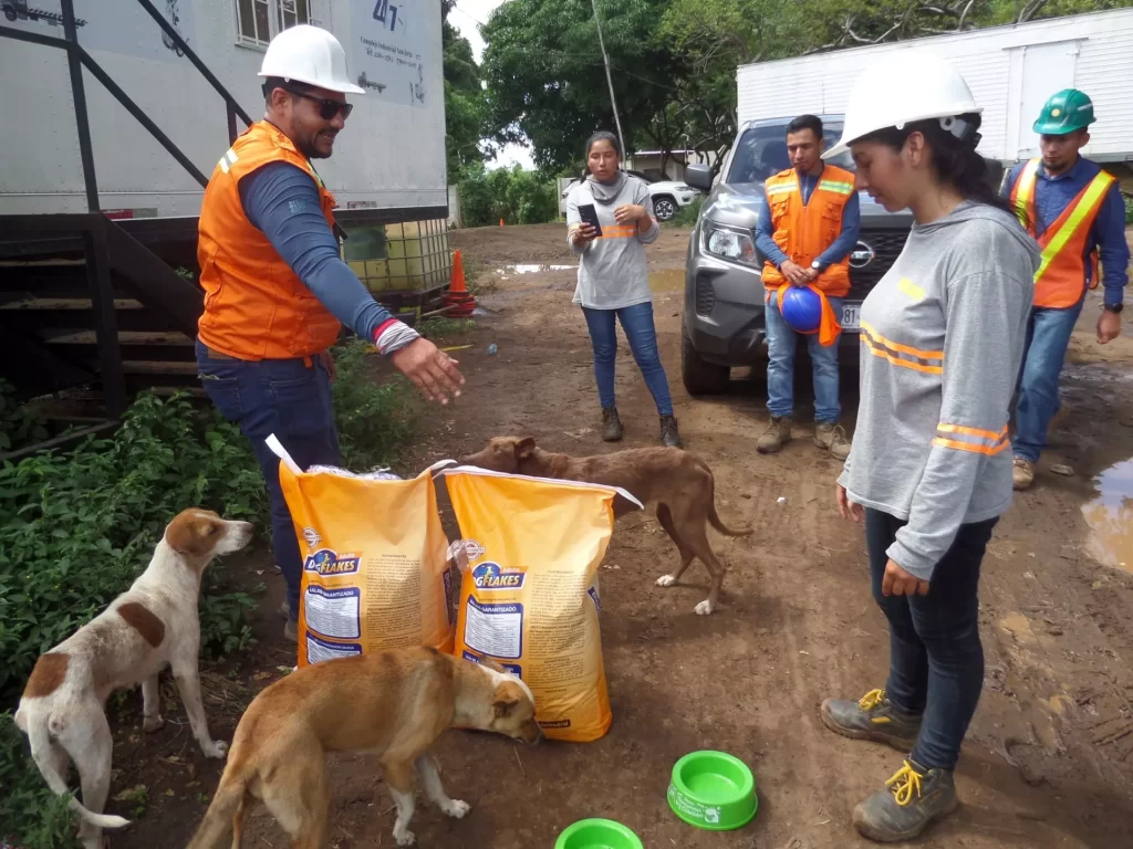 Responsabilidad Social Perros reciben alimentos de parte de voluntarios LiveSmart_principal